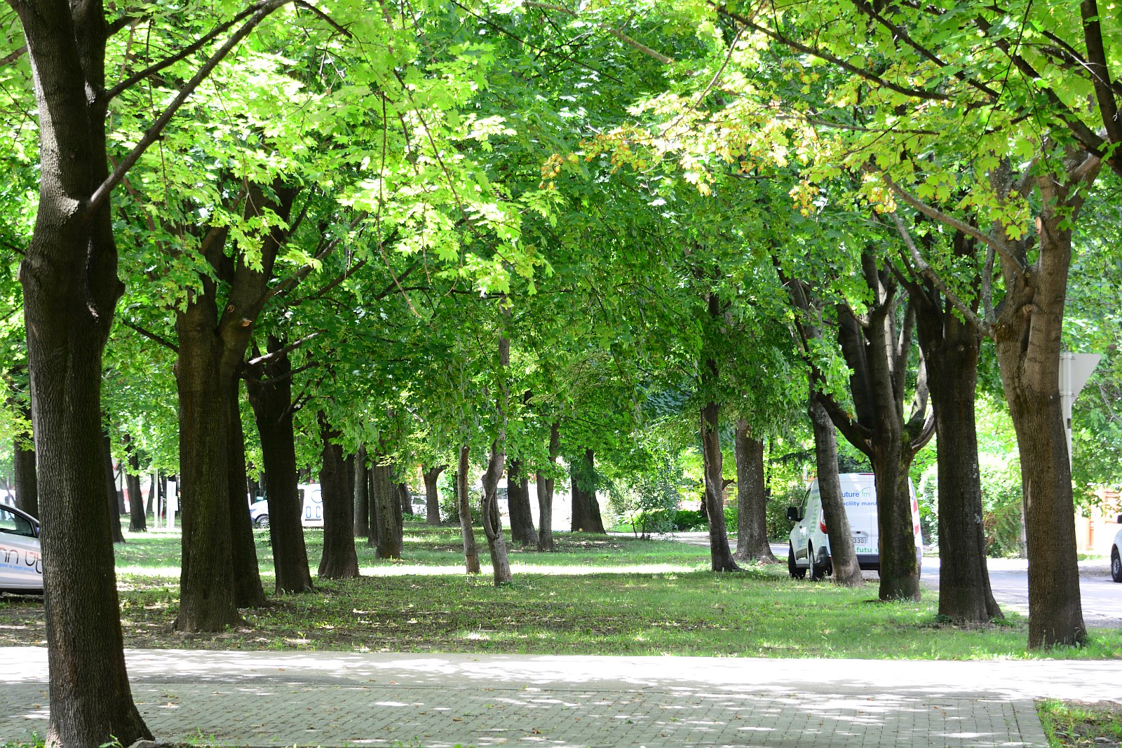 Közel nyolcvanezer közterületi fát gondoz a Városgondnokság Székesfehérváron