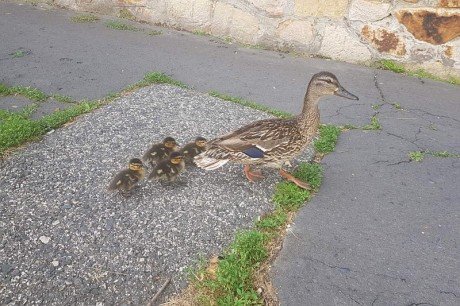 Vadkacsákat mentettek a fehérvári rendőrök a Lövölde utcában