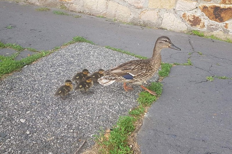 Vadkacsákat mentettek a fehérvári rendőrök a Lövölde utcában