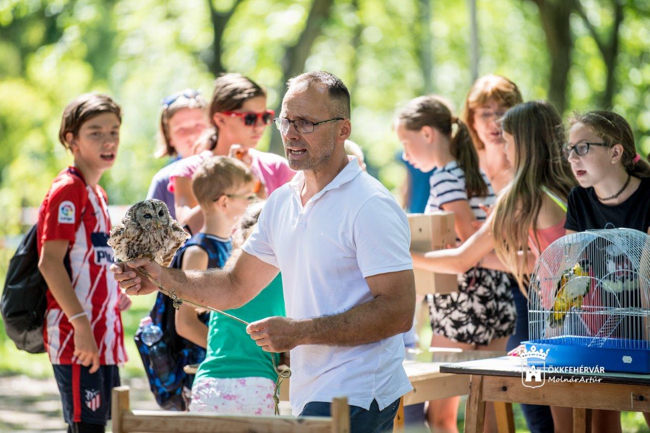 Macskabagoly, Harris-ölyv és vörös vércse is vendégeskedett a Napraforgó Táborban