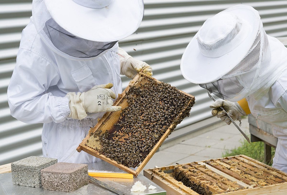 Fejér megyében is gondot jelent a méhpusztulás