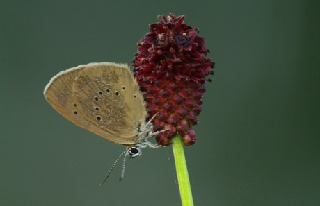 Lepkék és vadvirágok – augusztus 7-én lesz az eső miatt elmaradt lepketúra