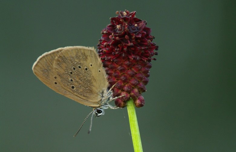 Lepkék és vadvirágok – augusztus 7-én lesz az eső miatt elmaradt lepketúra