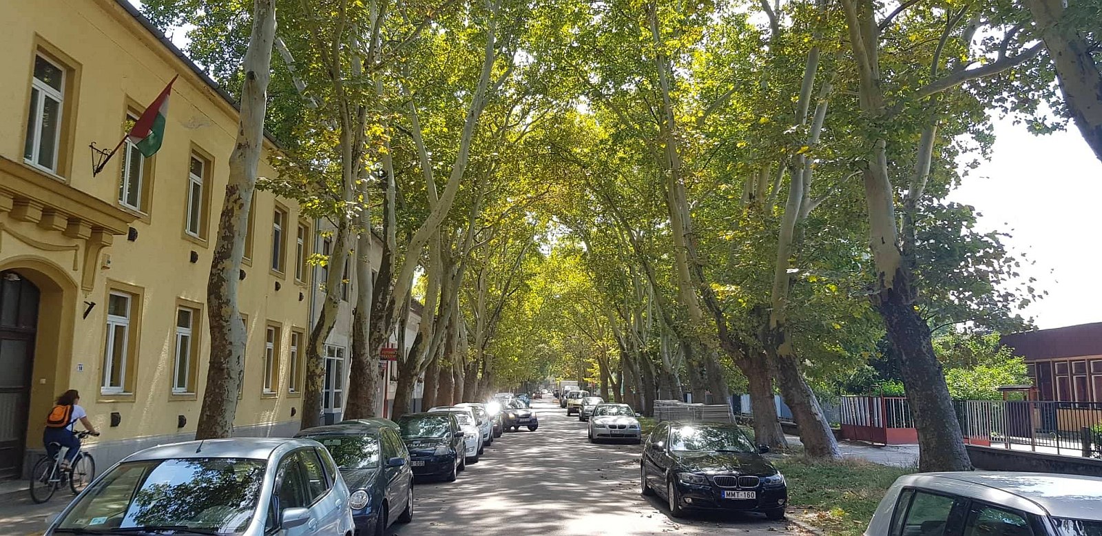 Állapotfelmérés után életmentő és állagmegóvó beavatkozás a védett platánsoron