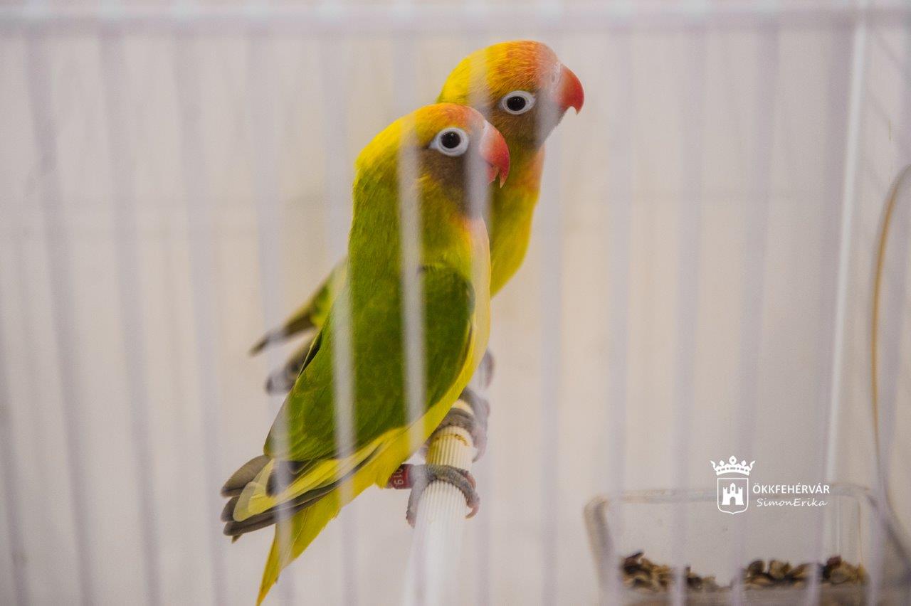 Színpompás díszmadarak szemléje a VOKE Művelődési Házban