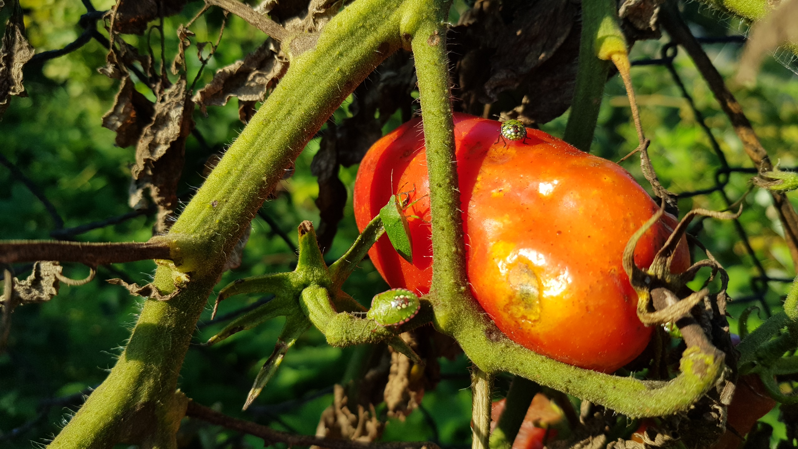 Szeptemberi feladatok a kertben - Németh László kertészmérnök tanácsai