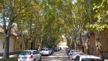 Második üteméhez érkeztek a Gyümölcs utcai platánfák állagmegóvási munkái