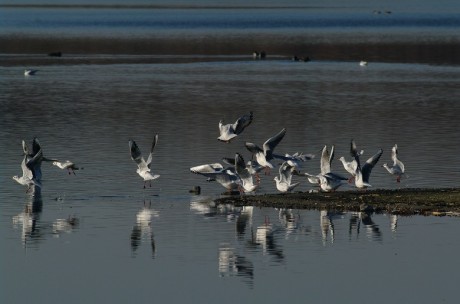 Madármegfigyelő Napok - négy helyen lesznek Fehérvár környékén programok