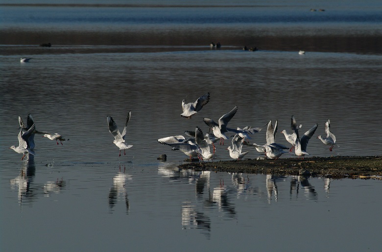 Madármegfigyelő Napok - négy helyen lesznek Fehérvár környékén programok