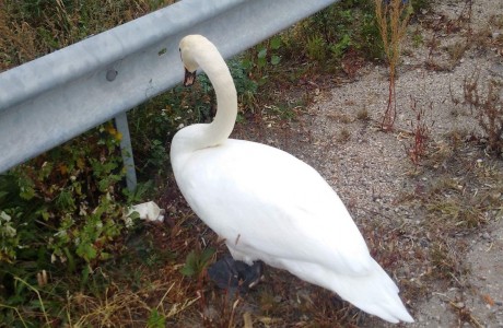 A 7-es főúton mentettek meg egy hattyút a székesfehérvári rendőrök