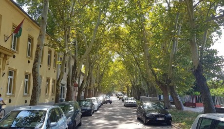 A Martinovics utcában folytatódnak a fasorfenntartási munkálatok