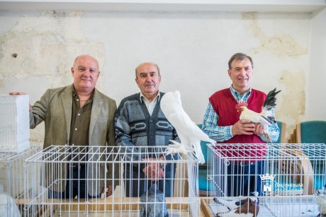 Fiatal kisállatok kiállítása lesz a Volán Sportcsarnokban