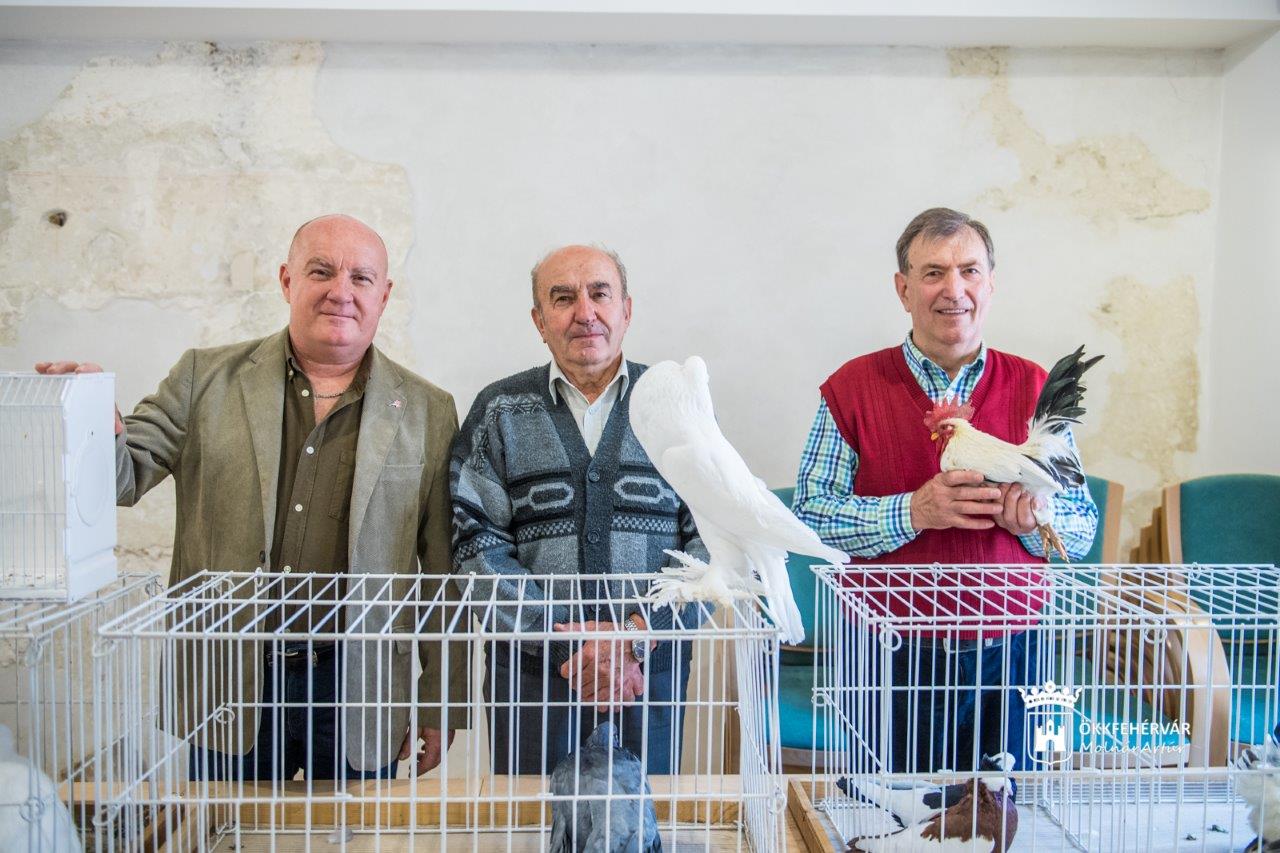 Fiatal kisállatok kiállítása lesz a Volán Sportcsarnokban