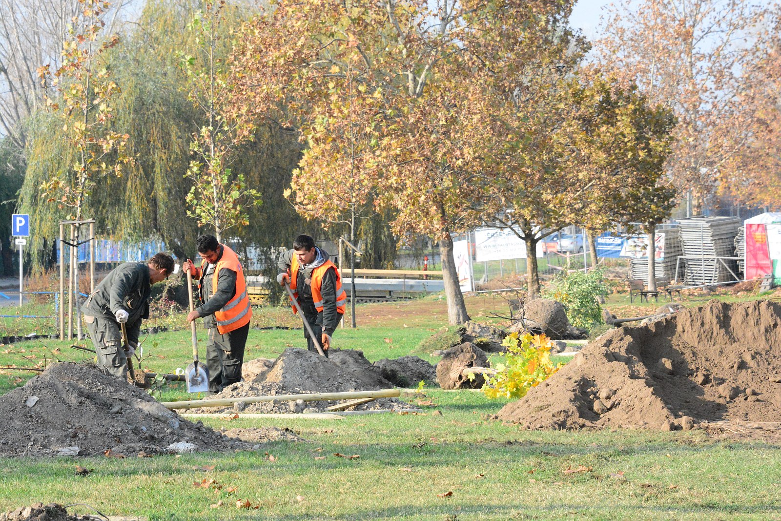 Több mint hatszáz fát és nyolcezer cserjét telepítenek idén ősszel Fehérváron