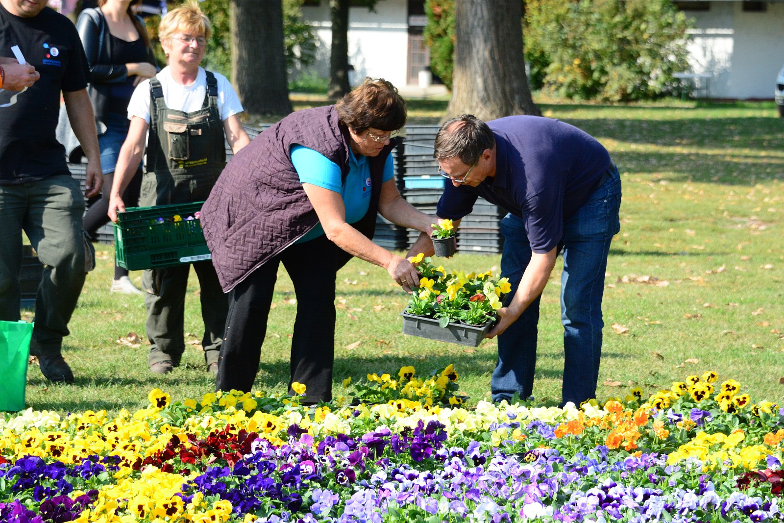 Virágos hírek - 126 ezer tő növényre pályáztak a fehérváriak