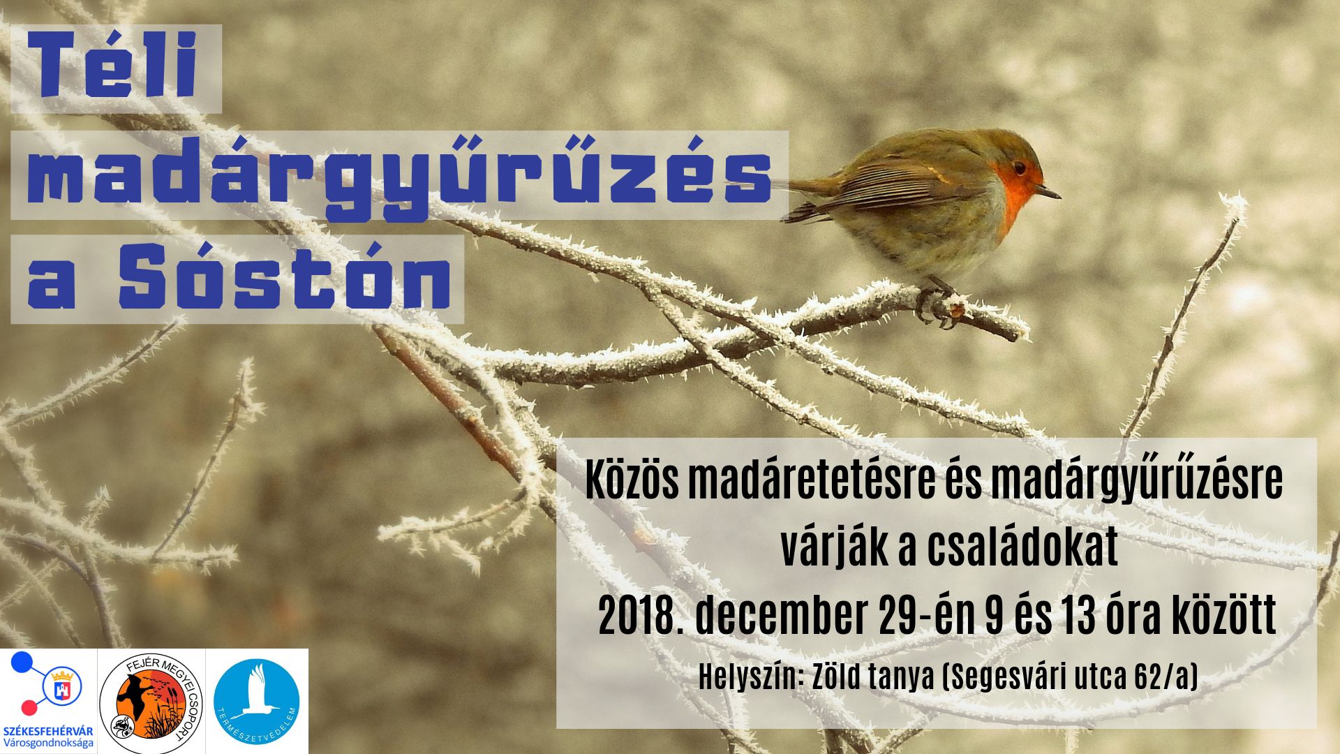 Közös téli madárgyűrűzés lesz szombaton a Zöld tanyánál