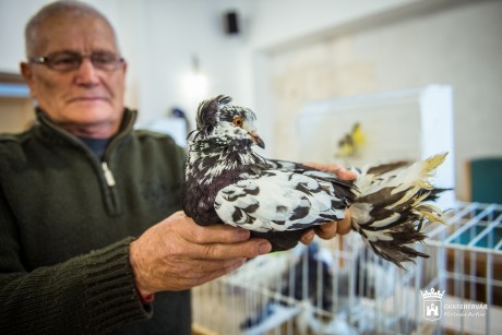Kisállat kiállítás lesz január 12-én és 13-án a Volán Sportcsarnokban