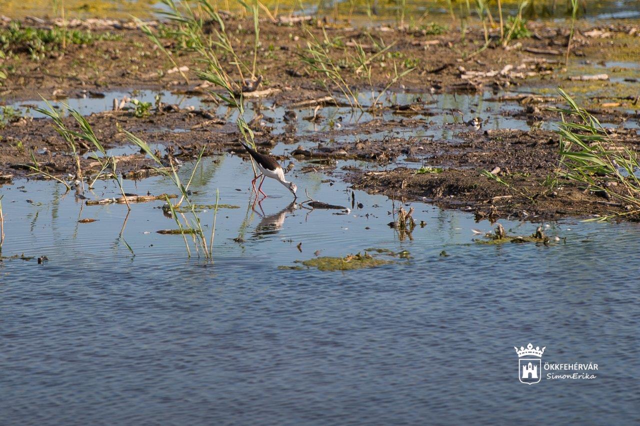 Tudta, hogy a Sóstón is fészkelő gólyatöcs a 2019-es év madara?