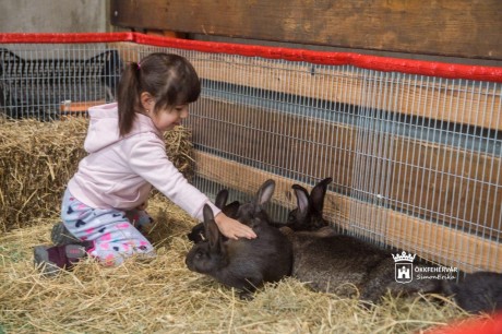 Vasárnap délutánig látogatható a kisállat kiállítás a Volán Sportcsarnokban