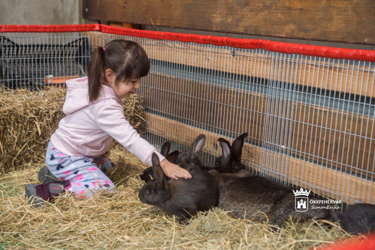Vasárnap délutánig látogatható a kisállat kiállítás a Volán Sportcsarnokban