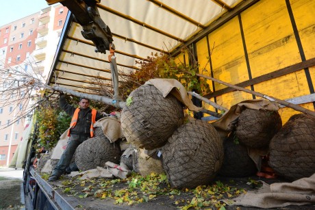 Folytatódnak a faültetések - egy év alatt 1200 fát és 11.000 bokrot ültettek Fehérváron