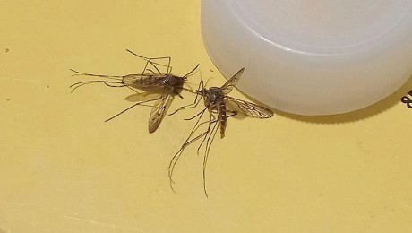 Nem ázsiai tigrisszúnyogot találtak Székesfehérváron