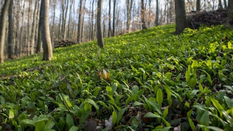 Irány medvehagymáért! - Bakonykútiba indul gyűjtőtúra vasárnap