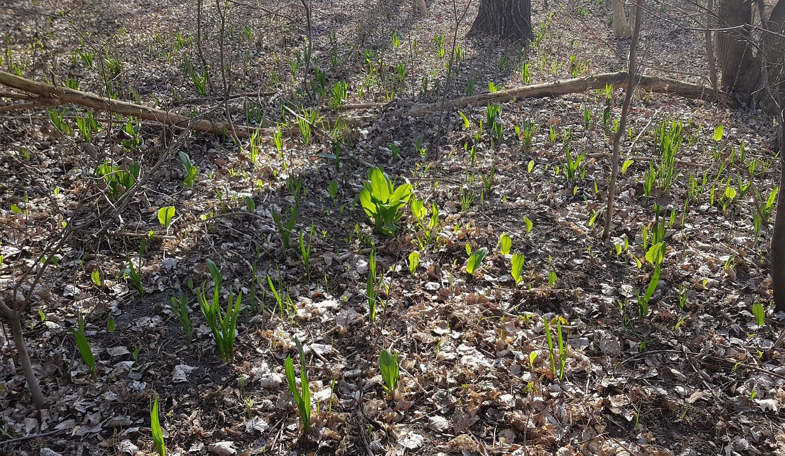 Medvehagyma szezon veszélyei - természetvédelmi területen tilos gyűjteni