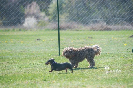 Agility eszközök is vannak az új öreghegyi kutyafuttatóban