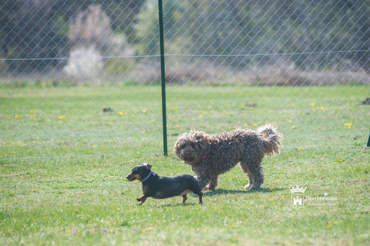 Agility eszközök is vannak az új öreghegyi kutyafuttatóban