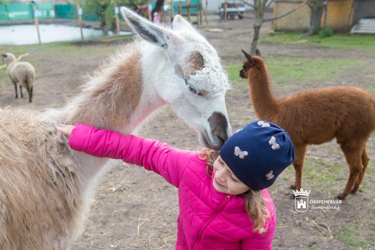 Szurikátákkal is várja a családokat Börgöndön az állatsimogató