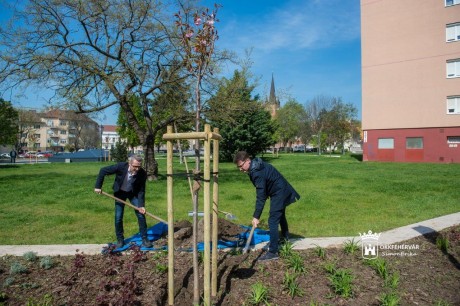 Elültették az első fát a 