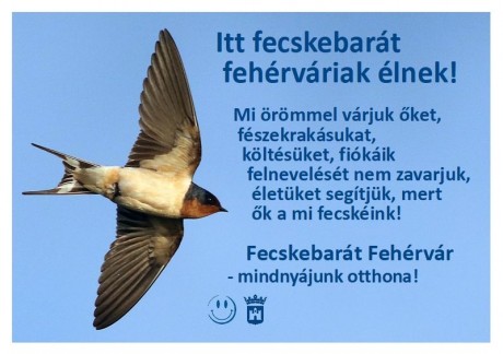 Fecskebarát Fehérvár - műfecskefészekekkel segítenek a visszatérő fecskéknek