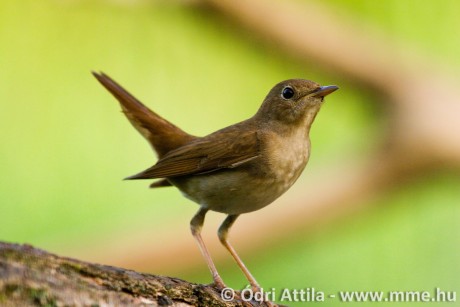 Fülemülék éjszakája a Sóstó Természetvédelmi Területen