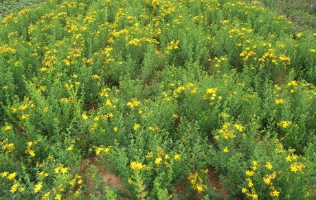 A virágzó természet ajándékaiból gyűjthetünk