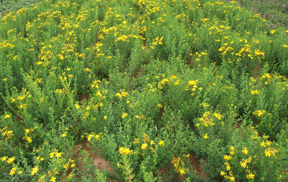 A virágzó természet ajándékaiból gyűjthetünk