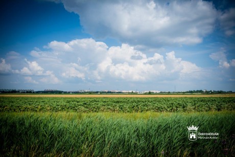 Gondolkodj globálisan, cselekedj lokálisan! - remekül megeredtek a fák a kísérleti erdőben