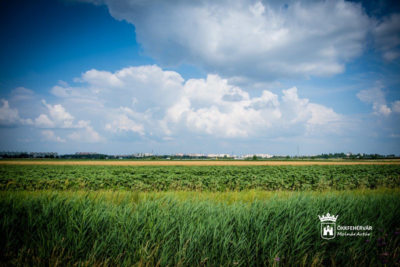 Gondolkodj globálisan, cselekedj lokálisan! - remekül megeredtek a fák a kísérleti erdőben