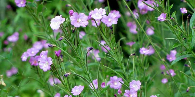 Gyógynövénytábor és -túra a hét második felében