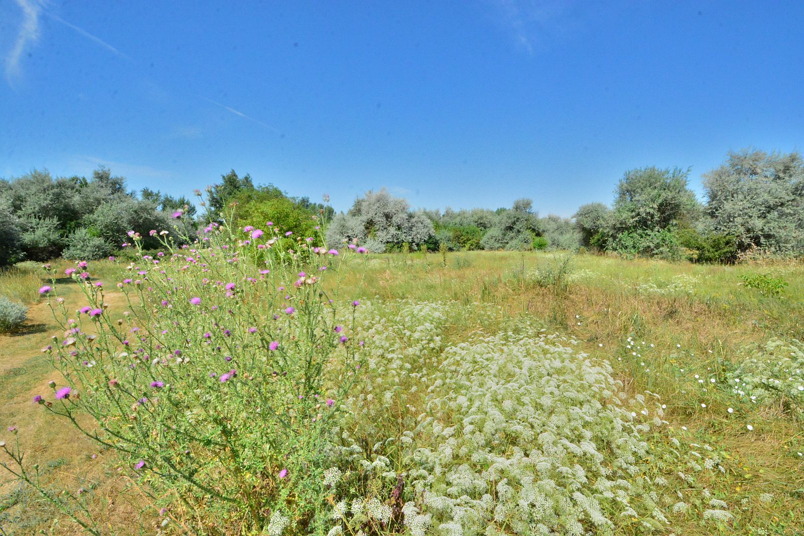 Nyári séta a vadvirágok között a Sóstó Természetvédelmi Területen