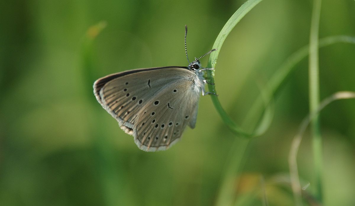 Boglárka-napi lepke túra csütörtökön Székesfehérváron