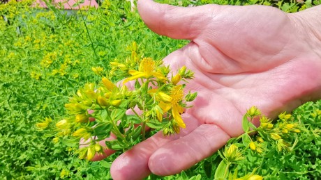 A természet patikája - Bakonykútiban lesz hétvégén Herbarius túra