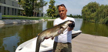 Méretes szürkeharcsákat telepítettek a Csónakázó-tóba