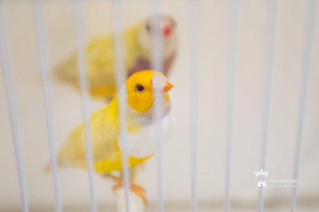 Ritkaságok is várják a látogatókat hétvégén a XXV. Országos Díszmadár-kiállításon