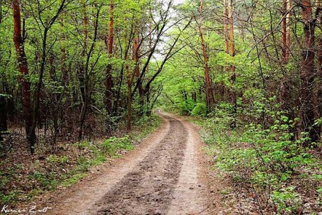 Erdőlátogatási tilalom szeptember 23-tól egy hónapig