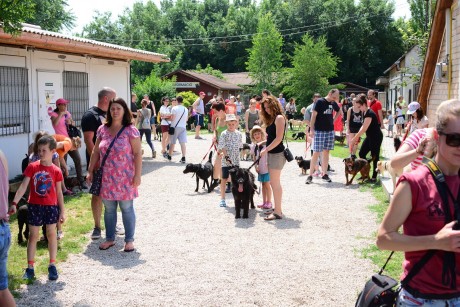 Munkatársat keres a HEROSZ Fehérvári Állatotthona