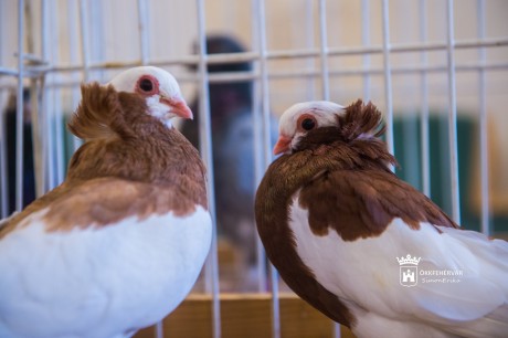 X. Magyar Kisállatfajták Napja Székesfehérváron