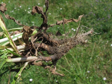 Pákozdon folytatódik vasárnap a Herbarius gyógynövénytúra