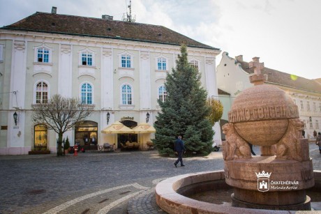 Megérkezett Székesfehérvár karácsonyfája
