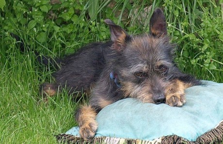 Mit tegyen, ha elkóborolt állatot lát Székesfehérváron?